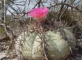 /album/echinocactus/e-h-jpg/